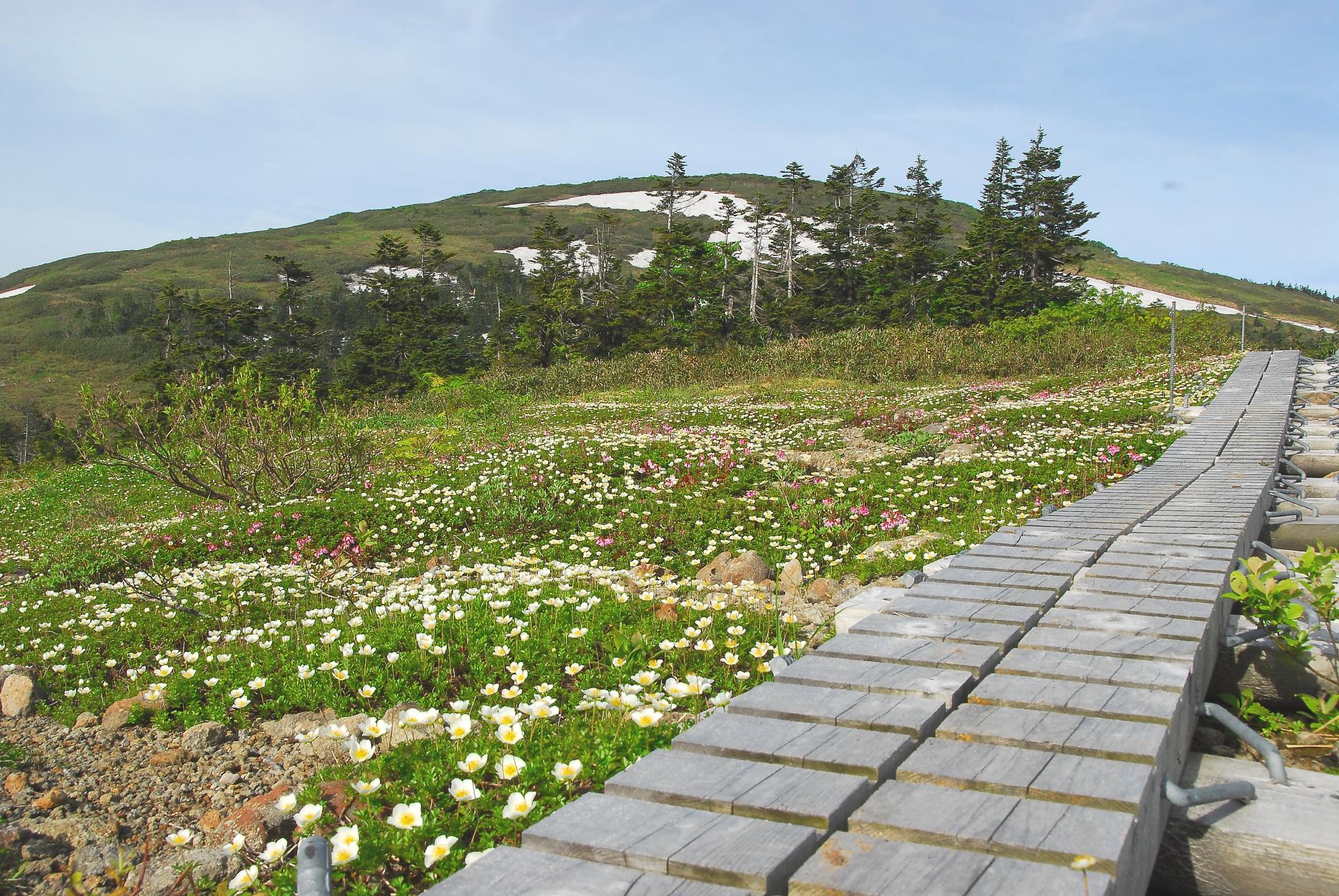 森吉山の写真